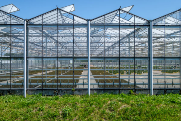 View inside a greenhouse in the Netherlands